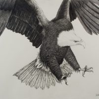 Attacking Eagle Orig