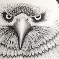 Eagle Head Drawing